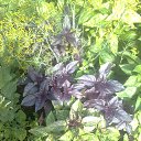  Masha, , 43  -  7  2013    