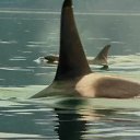  , , 56  -  16  2014   X