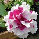 ���� ������, ������, 43 ���� - ��������� 19 ������� 2013 � ������ ���� ����������