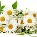  Ale, , 46  -  7  2014    