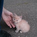  D.s., , 38  -  2  2013   12  2013, 