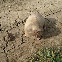 ���� ������, �����-���������, 55 ��� - ��������� 6 ������� 2013