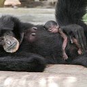 ���� �����, ������, 54 ���� - ��������� 25 ������� 2014 � ������ �FunnyAnimals�