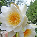 ���������� �����. �� ������� ������������ ��������