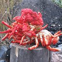 ���� ������� ������������, �����-��-����, 65 ��� - ��������� 1 ������� 2014 � ������ ���� ����������