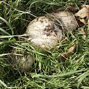 ���� O�����, �����������, 52 ���� - ��������� 12 ����� 2014 � ������ ������ ��������