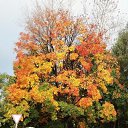  , , 68  -  23  2013     ....