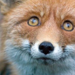 ������� �������, ������������, 33 ����