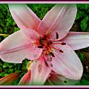 ���� ������� �., ����� - ��������� 14 ����� 2014 � ������ ������ ��������