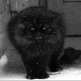 ���� ����, ������, 36 ��� - ��������� 17 ������� 2013