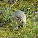 ������ �� ������� ���� ����������