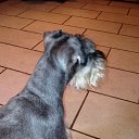 Lola's Father �� ������� ���� ����������