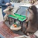 ���� ���� ���������, ������-��-����, 39 ��� - ��������� 2 �������� 2013 � ������ ������ ��������