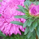 ���� �������� ��������, �����-��������, 51 ��� - ��������� 20 �������� 2013 � ������ ������...�