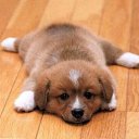 ���� �����, ������, 54 ���� - ��������� 25 ������� 2014 � ������ �FunnyAnimals�