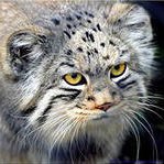 �����, ������������, 55 ���