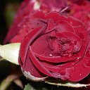 ���� �������� ��������, �����-��������, 51 ��� - ��������� 20 �������� 2013 � ������ ������...�