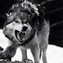 ����, ������