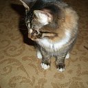  (  ),  , 54  -  27  2013   