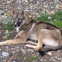 ����� �� ������� ���� ����������