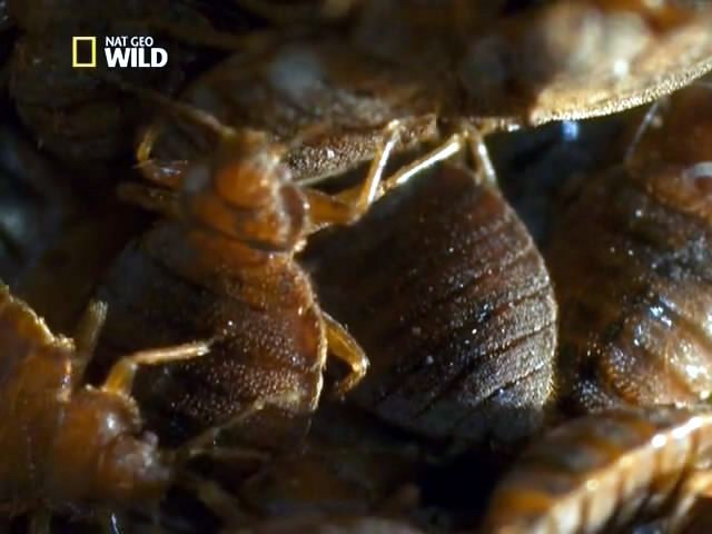 :   . (The Invaders: Bed Bug Doomsday)     . ... - 2