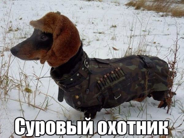 .•°Dogs Forever°•. - 10  2014  20:18