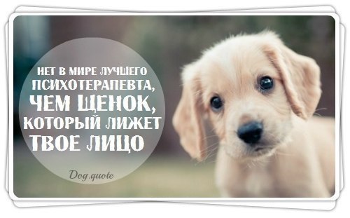 .•°Dogs Forever°•. - 3 августа 2014 в 23:59