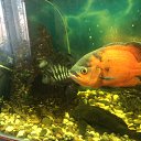 ��� ������� �� ������� ���� ����������