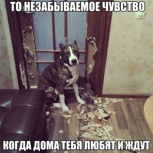 .•°Dogs Forever°•. - 4 августа 2014 в 16:02