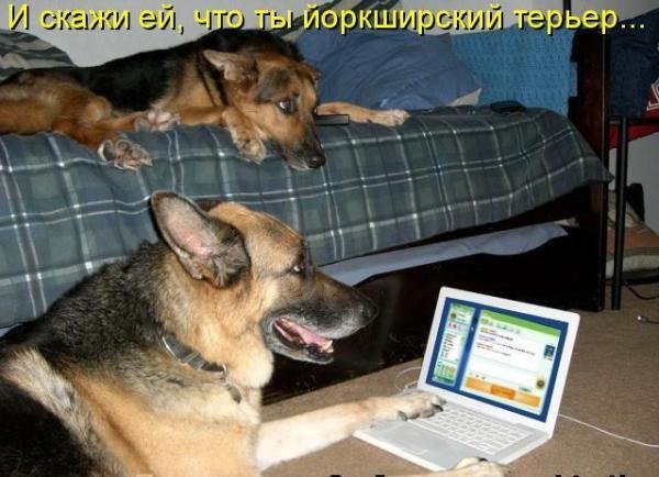 .•°Dogs Forever°•. - 11  2014  17:15