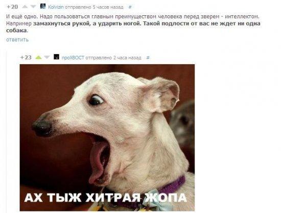.•°Dogs Forever°•. - 10  2014  20:24