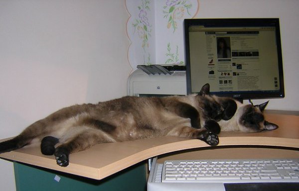 #ваши_котики@catism. По мнению моих котов