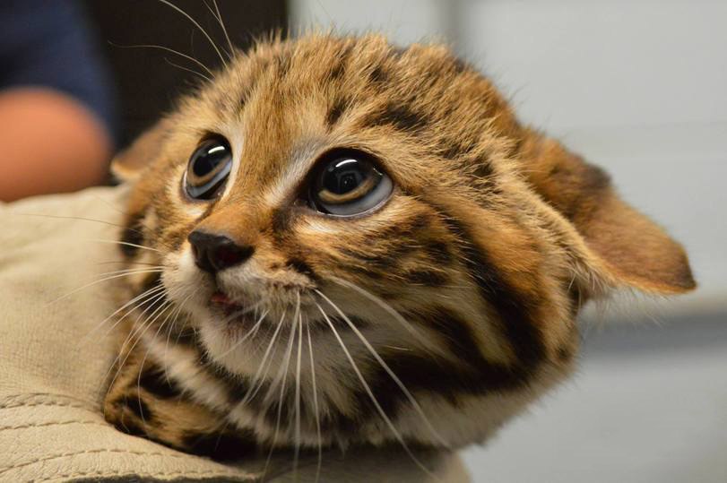 Фото милых и смешных котиков