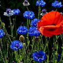 ���� �����, �����������, 62 ���� - ��������� 20 ������� 2014 � ������ �����