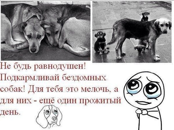.•°Dogs Forever°•. - 30  2014  18:56