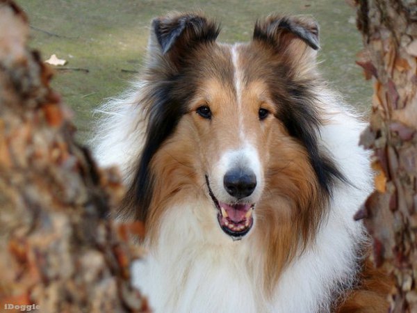 Все собаки такие разные, но их объединяет одно — преданность к своему ближнему.