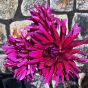 ������ 2014 �� ������� �"...�� ������ ������..."�