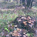 
 �� ������� ���� ����������