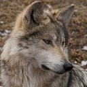  Einsamer Wolf, , 69  -  21  2014    