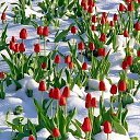 ���� Shukur Jabborov, �������, 50 ��� - ��������� 17 ����� 2014