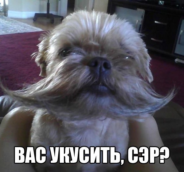 .•°Dogs Forever°•. - 2 августа 2014 в 22:34