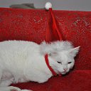 ������ =^-^= �� ������� ���� ����������