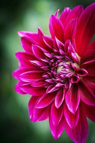 Пока умные борются со своими недостатками, мудрые развивают свои достоинства.