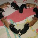  , , 49  -  17  2014   ....