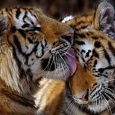 �� ������. �� ������� ������� ���� �������