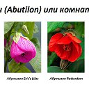  (Abutilon)        (Malvaceae),      .     150     ,    .         , ,   .       ,     ,        .
    