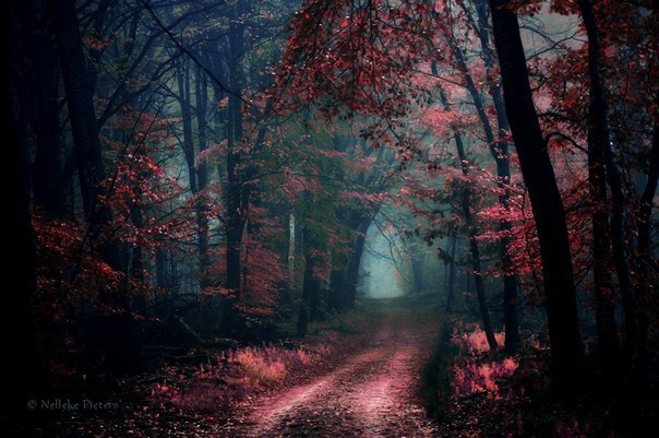 Nelleke Pieters | Forest.  2. - 2