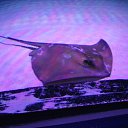 ���� ������, �������, 60 ��� - ��������� 24 ���� 2014 � ������ �Kiris-2014�