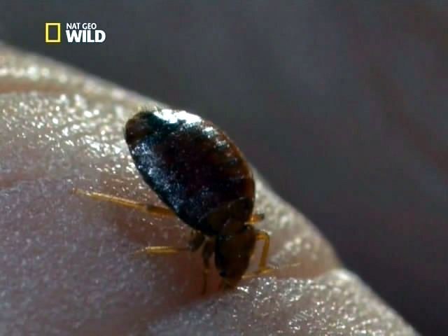 :   . (The Invaders: Bed Bug Doomsday)     . ... - 3