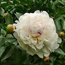 ���� ������� ,���� �����, ����� - ��������� 25 ������ 2014 � ������ �����